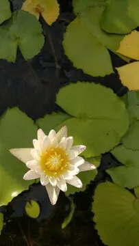 极速飞艇计划 下载指引